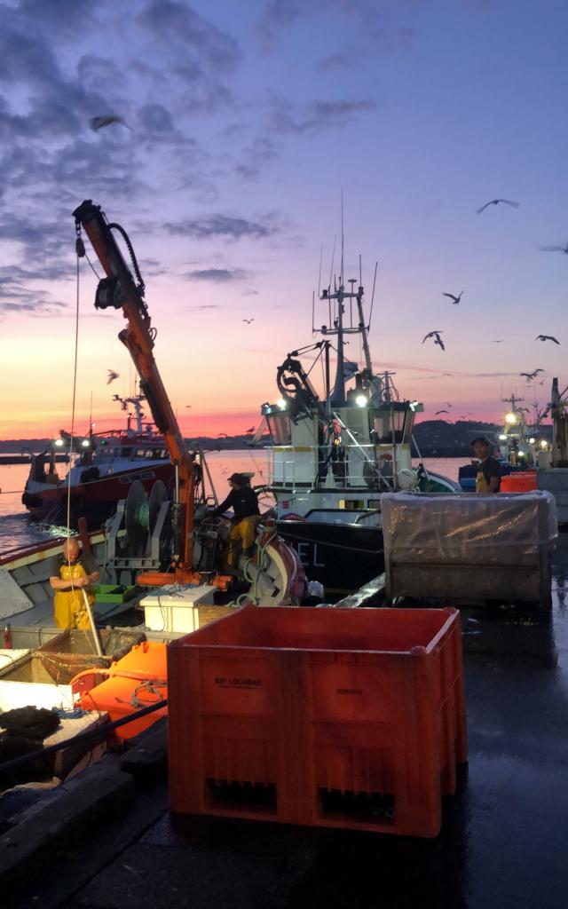 La pêche à la sardine sur Le port de Douarnenez, au petit matin