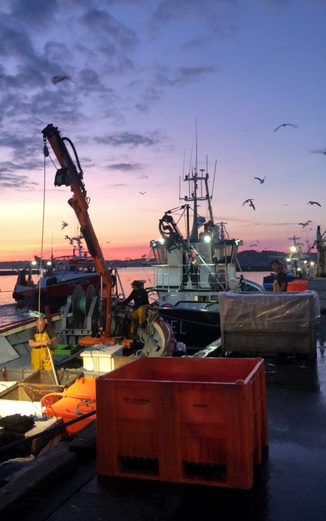 La pêche à la sardine sur Le port de Douarnenez, au petit matin