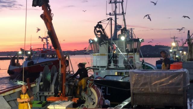 La pêche à la sardine sur Le port de Douarnenez, au petit matin