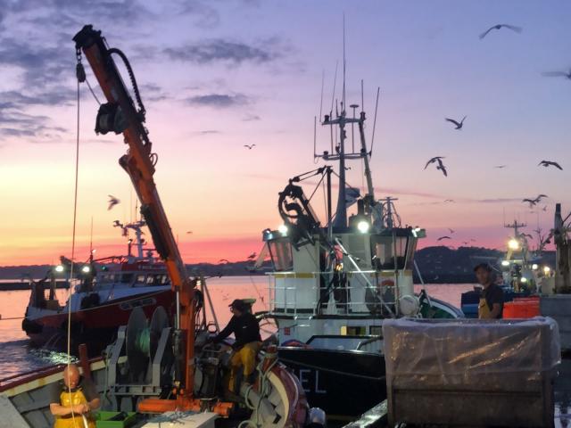 La pêche à la sardine sur Le port de Douarnenez, au petit matin