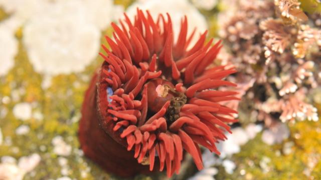 L'actinie commune ou anemone tomate de mer (Actinia equina) vit fixee au rocher par sa base en forme de ventouse