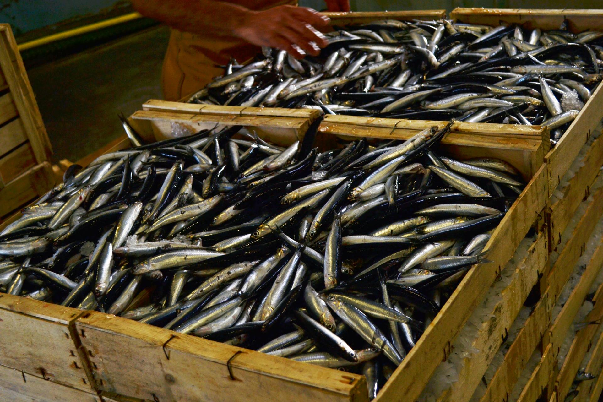 Sardines and canning factories | Office de tourisme de Douarnenez