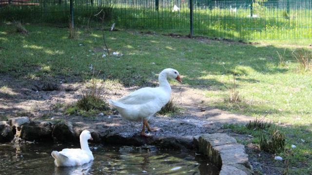 Animaux aux Plomarch