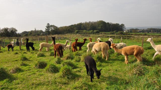 Ferme Alpaga Du Rompay Gourlizon (4)