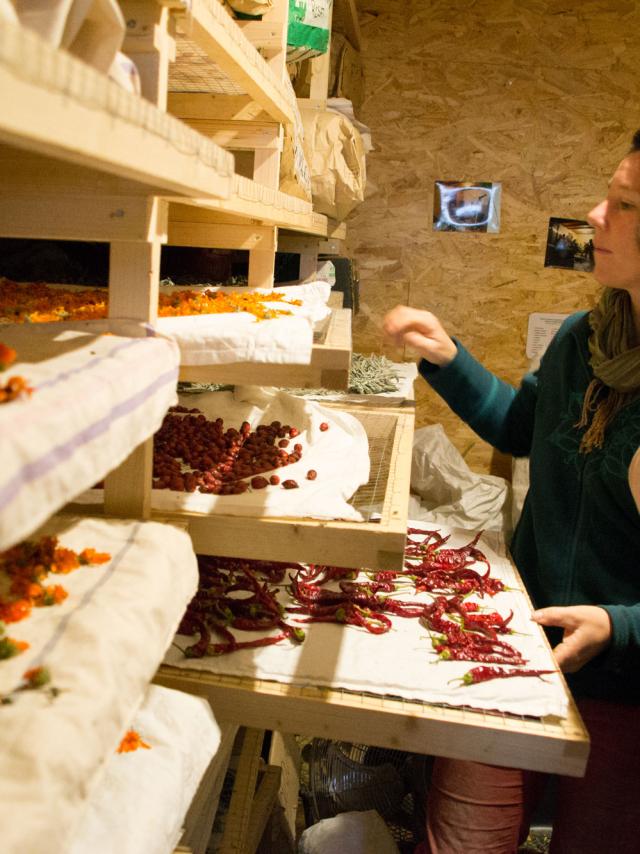 Visite De L'arpente - plantes aromatiques à Poullan-sur-Mer