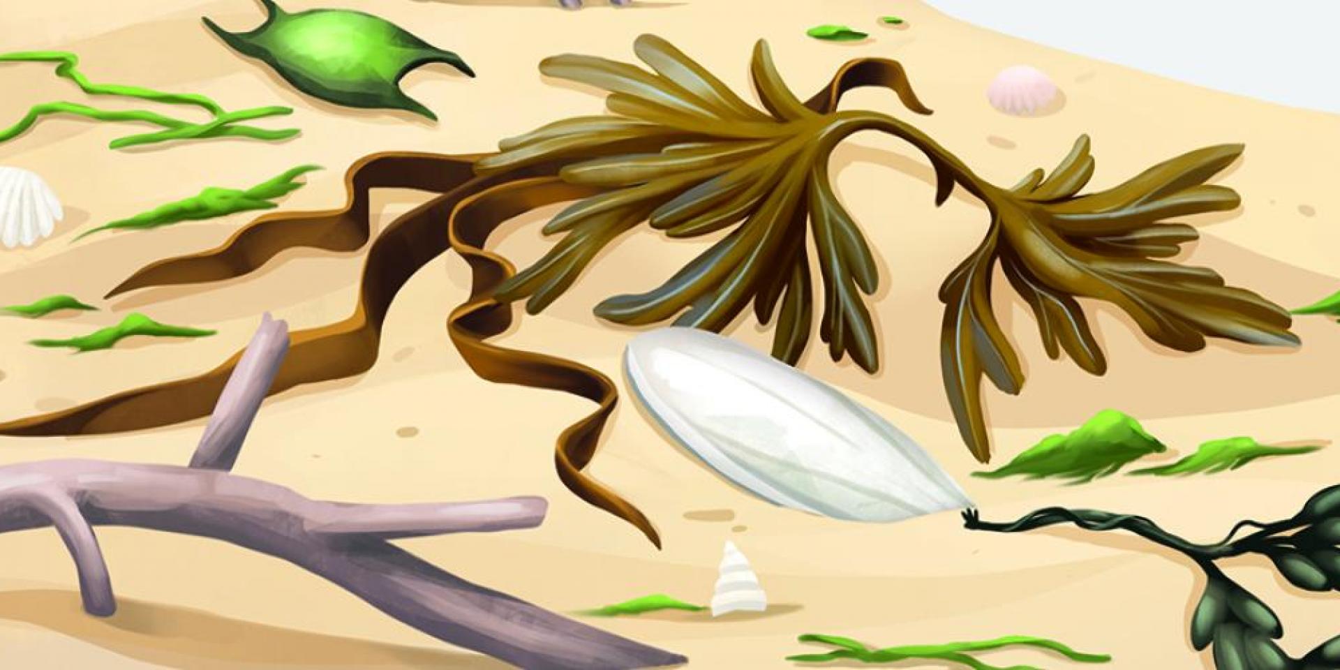 Les algues, la laisse de mer… Quelques infos…