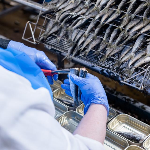 Ouvrière en train de couper la sardine pour la mettre dans une boîte de conserve