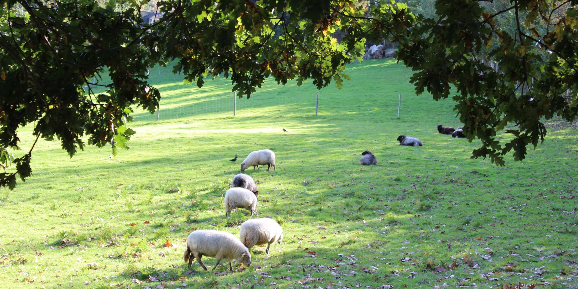 Animaux aux Plomarch