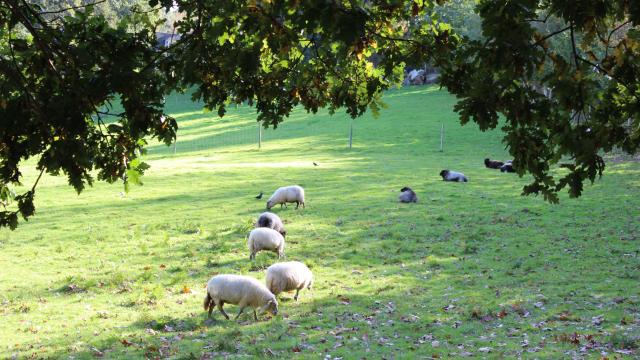 Animaux aux Plomarch