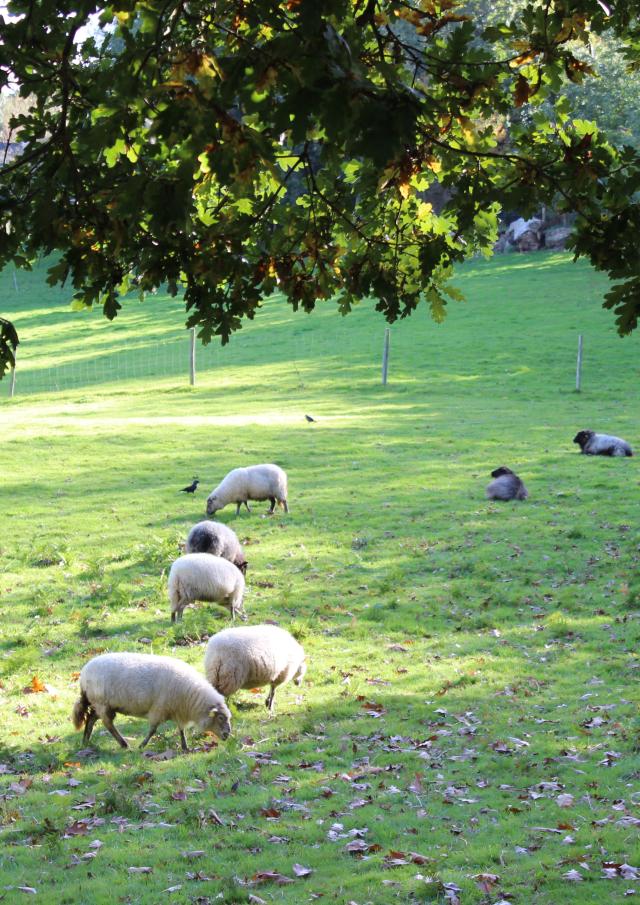 Animaux aux Plomarch